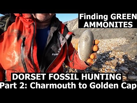#fossilhunting on the #dorset #jurassiccoast Part 2 Charmouth to Golden cap. HUNTING GREEN AMMONITES