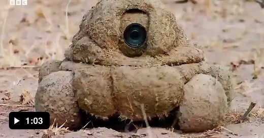 The BBC disguises its cameras as elephant poop to monitor wildlife. The running poop even smells like it and from time to time smaller poops fall off, which also have cameras installed in them. - Video