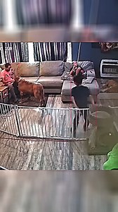 Pitbull Guard Dog SAVED The House (@iam_thehulk) | Video Content Vairal