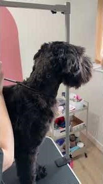 Kimba Giant Schnauzer First Groom