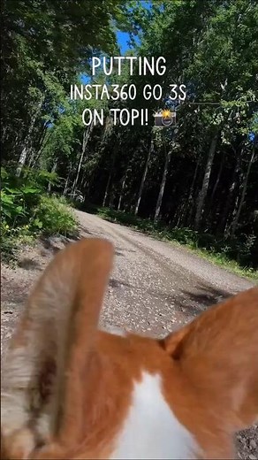 Camera ❤️Corgi Dog ❤️ Adorable Corgi Moments You’ll Love❤️Corgi Puppies