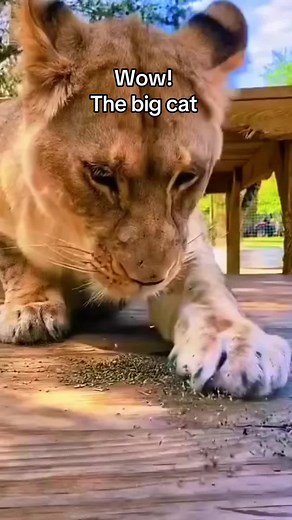 Big Cats Enjoying Catnip: Fun Reactions