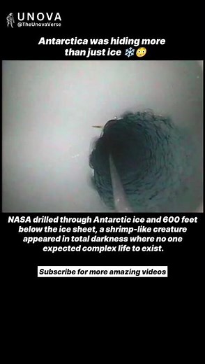 A Hidden Ecosystem Exists Beneath Antarctic Ice 😱❄️