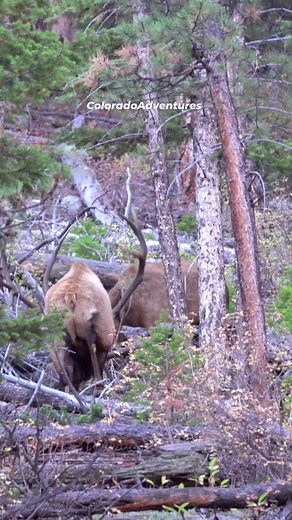 Sound up for lots of elk bugles! This was back in September. #bullelk #elk #elkrut #elkbugle #coloradoadventures #Colorado #wildlifephotography | Colorado Adventures