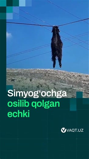 Bir necha oy avval qo‘ylar balkonda yurgan edi. Endi esa bir echki simyog‘och simiga shoxidan osilib