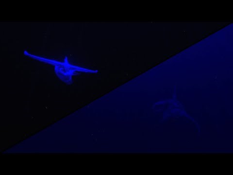 Subnautica VS Below Zero Ecological Dead Zones