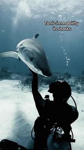 Tonic immobility is a reflex some sharks have to being flipped upside down, which leads to a short term involuntarily state of paralysis. For many species in the animal kingdom, it's a survival strategy; looking dead to a predator is a handy trick. - 🎥: @tannerunderwater - #sharkallies #sharkcontent #sharkconservation #sharktattoo #sharkhoodie #sharklife #shark #sharks #shark #whaleshark #whalesharkdiving # ocean #oceanconservation #fyp #foryou #viral #couplegoals #sharkhoodie #sharkconservatio