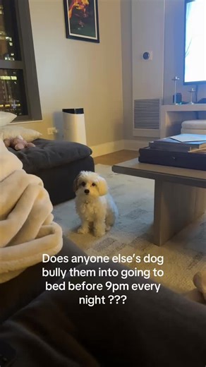 Funny Dog Bedtime Bully