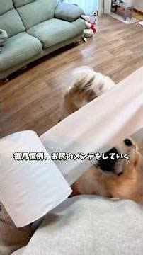 肛門線液の匂いって強烈ですよね😖こむぎは毎月1、2回肛門絞りをするけど多い方なのかな？🤔 #ゴールデンレトリバー #こむぎ #いぬのいる生活 #大型犬のいる生活 #愛犬 #肛門絞り