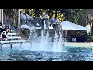 Dolphin Adventures (Full Show) - SeaWorld Orlando - November 12, 2025