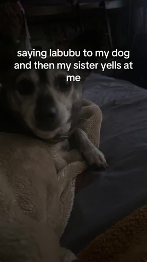 labubu #labubus #dog