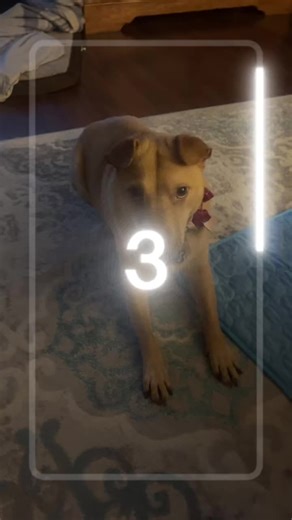 Glad to see she’s just as adorable in Muppet form. ❤️ #Buttons #dogsoftiktok #muppetfilter #fypage #dog