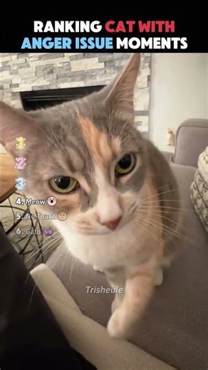Ranking The BEST Cat With Anger Issue Moments 😡🐈