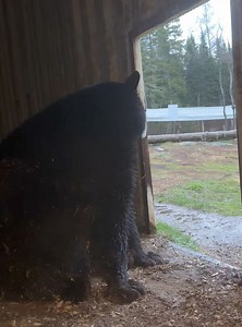 Tuffy tonight - at Bear With Us. It is raining. Is Tuffy happy he is in a dry area? We love this permanent resident . Video thanks to Ella McIntosh www.bearwithus.org . | Bear With Us Centre for Bears - Rehabilitation, Education, Sanctuary