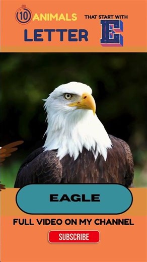 ✨ Letter E Animals Eagle and Elephant