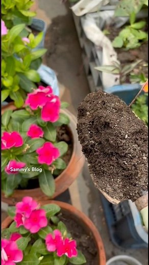 🌸Vinca Rosea plants care & Tips #garden #explore