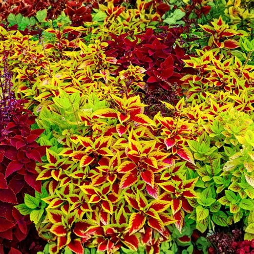 COLEUS Rainbow Mix Seeds | 100 seeds