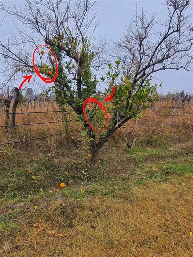 Essential Guide to Fruit Tree Renewal Pruning 🌱