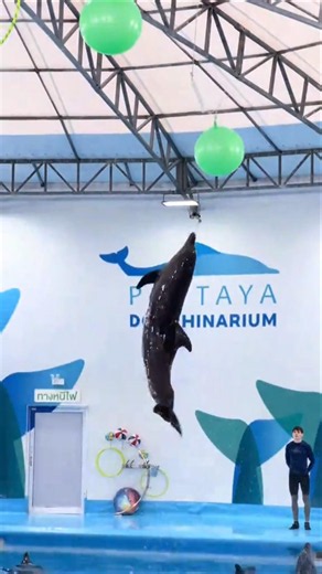 Pattaya Dolphinarium • #1 Dolphin Show in Asia! 🐬🐬☺️
