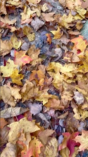 🍁 The Colors of Autumn