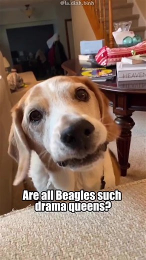 Are all Beagles such drama queens?#beagles #fyp #animals #dog #funnyvideos