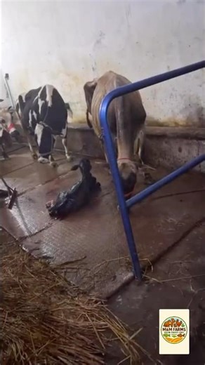 Birthing Process in Cattle #dreamfarm #farm #farmer #farmers #farming #farmlife #farmworld