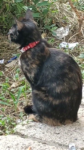 Sleepy tortoise shell cat