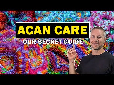 ACAN CORALS: SECRET GUIDE TO SUCCESS!