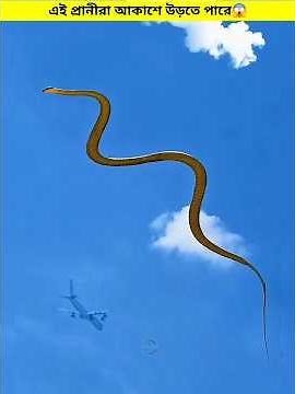 Flying Animals That Are Not Birds || #shorts #shortvideo #animals