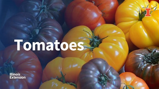 Picking, preparing, and storing tomatoes