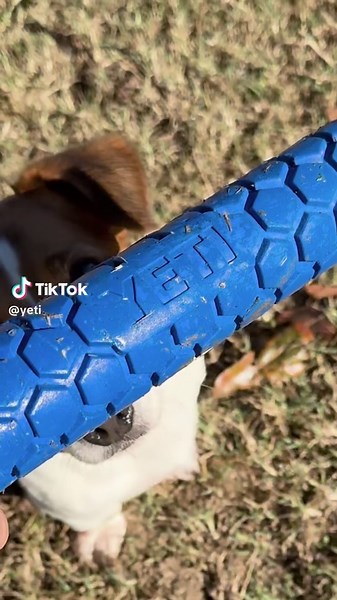 Launch of New YETI Dog Toys and Lowlands® Blanket