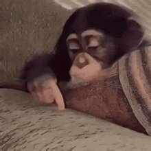 unfortunately i agree with this because we could have been freed from the most annoying fanbase of all time