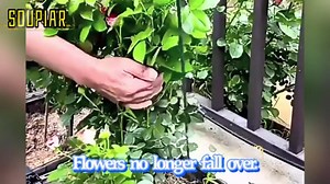 6 Pack Plant Support Stakes, 15.8" Half Round Metal Garden Plant Supports for Indoor Plants, Green Plant Cage Ring for Monstera, Peony, Hydrangea, Potted Plant Holder Sticks (10" Wide)