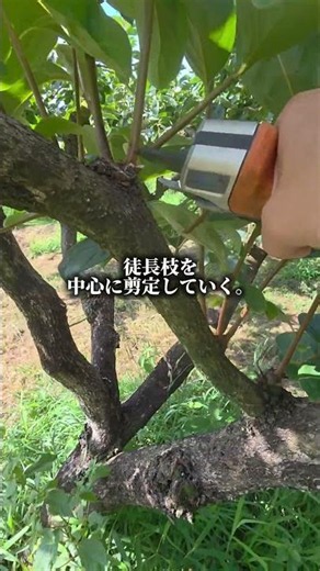 柿の夏剪定# #柿 #fruit #農家 #農業#剪定