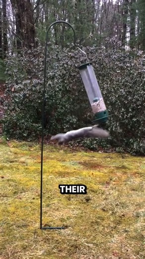 This Bird Feeder Outsmarts Every Squirrel! #shorts #youtubeshorts #viralshorts #facts #amazingfacts