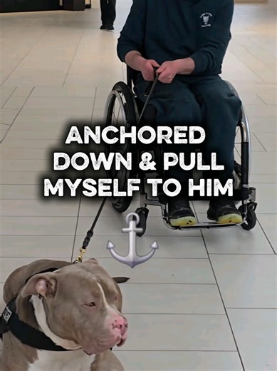 #servicedog this is a task called anchor to support the handler by staying strong in a down against pulling or kids with #autism #dog #fyp #dogtraining