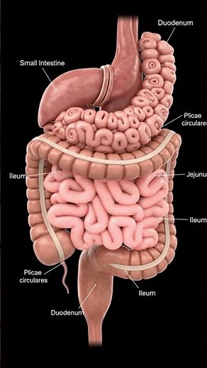 Small Intestine in 3D | Human Digestive System Anatomy