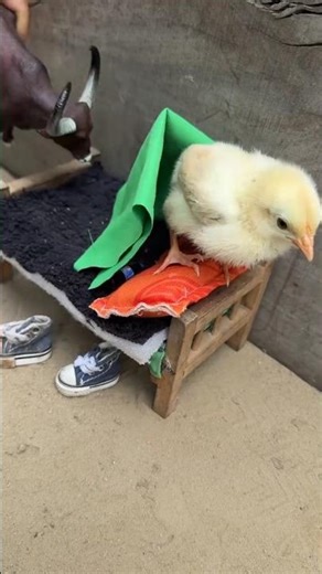 new murgi 🐤New Gadgets |New ViralGadgets, Smart Appliances, Kitchen Utensils😱🤯#shorts#ytshorts