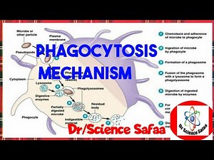 phagocytosis steps, steps of phagocytosis #phagocytosis