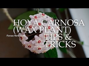 Hoya Carnosa (Wax Plant) Indoor Care Guide | Proven Tips for Blooming & Growth
