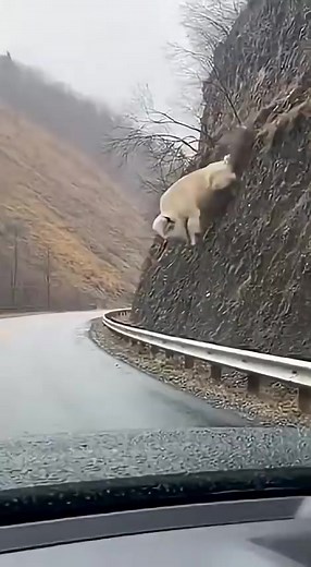 Encountering a White Bison on My Journey Home
