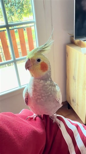 Tout savoir sur la Calopsitte 🦜 Voici quelques secrets sur ce petit perroquet originaire d'Australie : • Une crête expressive : C'est son moyen de communication n°1 ! Droite, elle est surprise ou excitée ; plaquée en arrière, elle est en colère ; à moitié relevée, elle est zen. • Un siffleur pro : Contrairement aux grands perroquets qui parlent, la calopsitte est la reine du sifflement. Elle adore imiter vos chansons préférées ! 🎶 • Des joues iconiques : Ces taches orange ne sont pas là que po