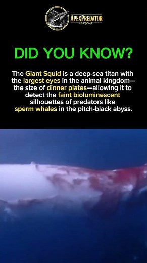 Giant Squid: Phantom of the Deep 🦑 #apexpredator #wildlife #predatorlore