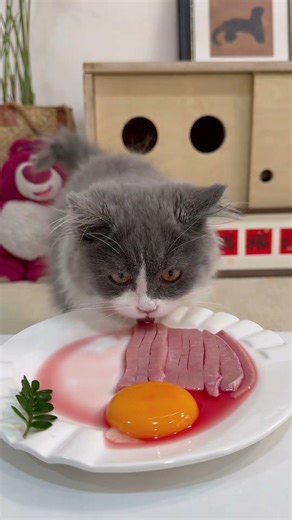 Kitten eating meat with big bites adorable pets daily cute things love plan kittens sent to heal