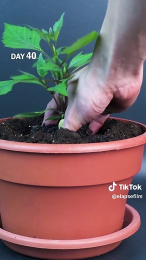 Watch a dahlia grow from seed to flower in this 115-day time-lapse. #dahlia #plants #timelapse #flowerlovers #planttimelapse