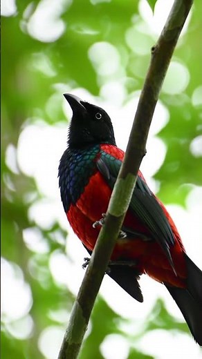 Red-bellied Grackle sound — Hypopyrrhus pyrohypogaster call (Rare Colombian bird) #birdsound