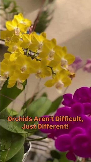 Love Orchids? Orchid care made simple #orchidgrowing #orchidcare