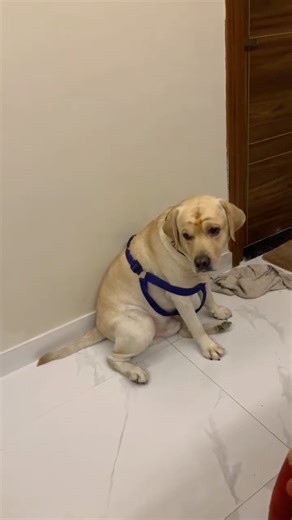 Simbaa ko dar laga🥹🤓😫😖😣 #goldenretreivers #funnydog #pets #goldenretreiver #retreiver #labrador