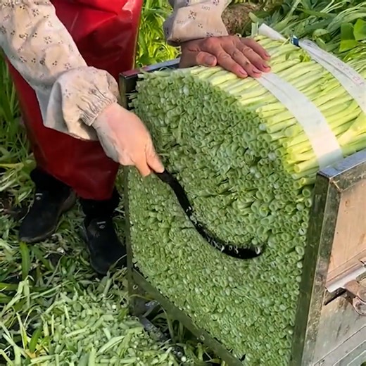 75K views · 147 reactions | It's harvesting season and we couldn't be more excited! #fblifestyle | Lilyon DIY | Facebook