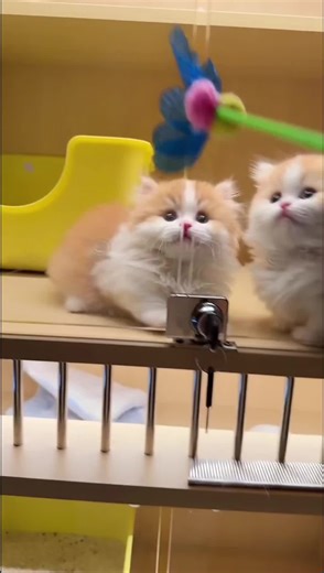 yangyij 666 (@yangyij666)’s videos with original sound - DJ KLIPZ🎧💫